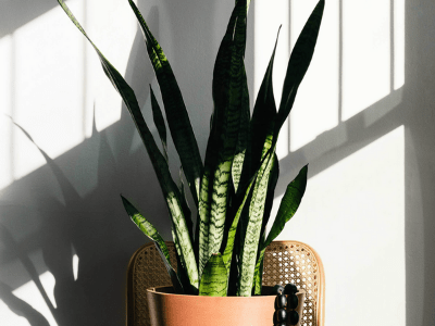 Snake plant enjoy humidity 2