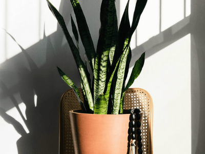 Snake plant improve sleep 3