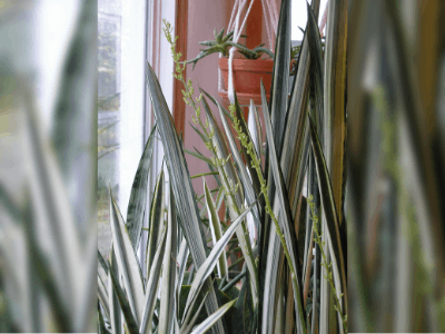 Sansevieria bantel's sensation 5