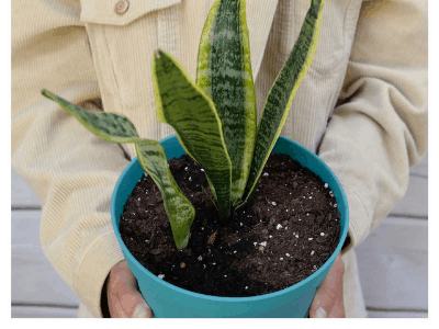 Grooming Your Snake Plant
