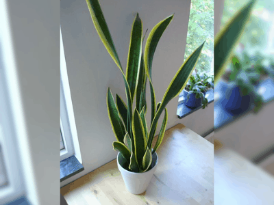 Snake plant