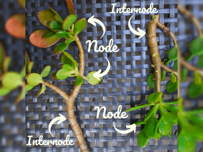 Jade plant propagation 5