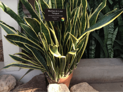 Snake plant toxic 4