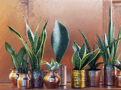 A display of several houseplants for increasing oxygen