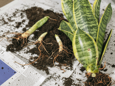 Superb Amazing Step-by-Step Fixing Root Rot On Snake Plant ...