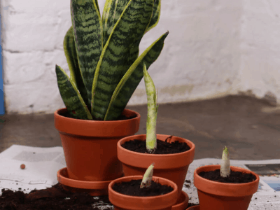 Snake plant 2