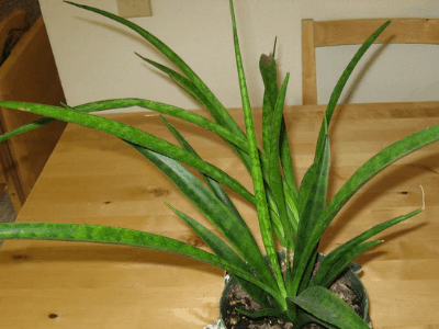 Snake plant 21