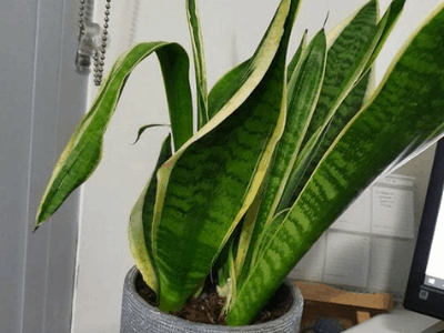 Snake plant need water 5