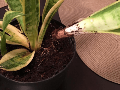 snake plant leaves fall over