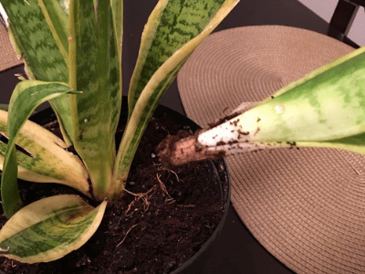 Root Rot in Snake Plant? Superb Amazing Fact For You Deal To Deal With ...