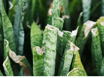 Dying snake plant