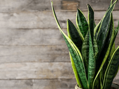 Humidity for snake plant