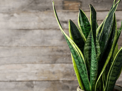 Broken snake plant leaves 1