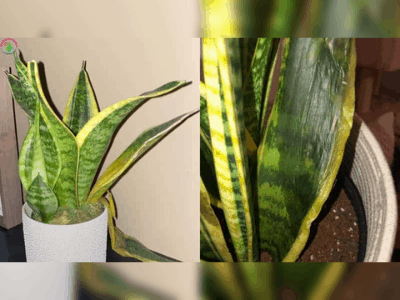 Healthy snake plant 5