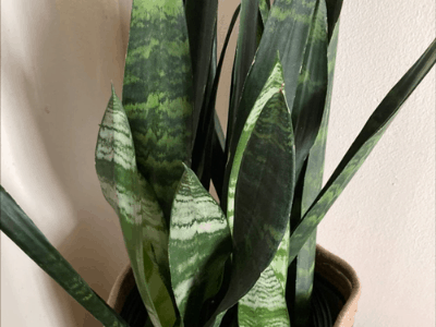 Snake plant need water 4