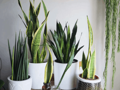 Humidity for snake plant 1