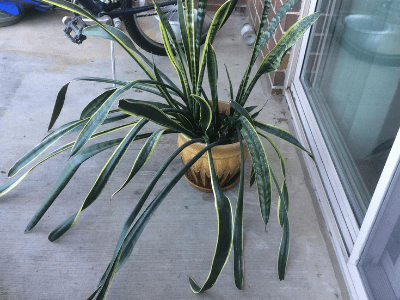 snake plant leaves fall over
