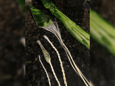Natural fiber snake plant 1