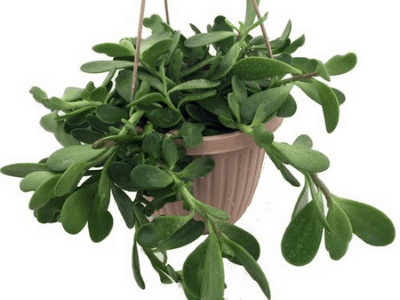 Grow jade in hanging basket