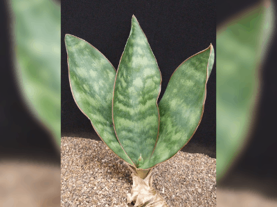 Sansevieria hyacinthoides 2