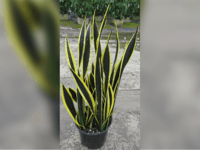 Types of snake plants