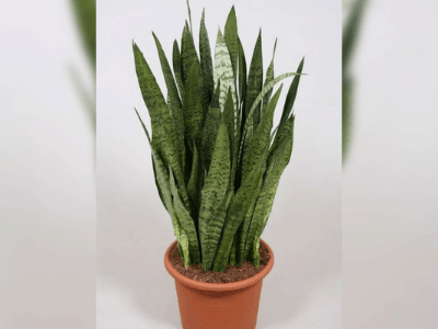 Snake plant 23