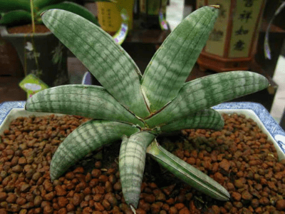 Sansevieria eilensis