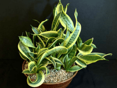 Snake plant 3