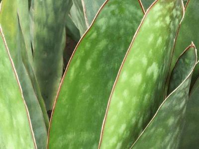 Sansevieria hyacinthoides 4