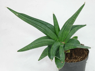 Snake plant 16