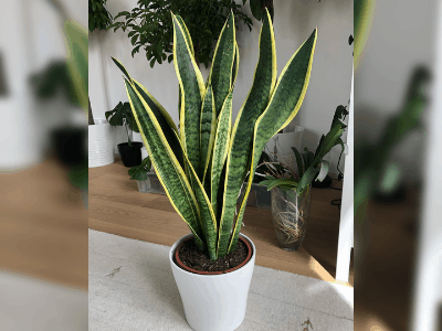 Healthy snake plant 2