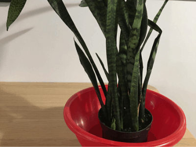 Underwatered snake plant 3