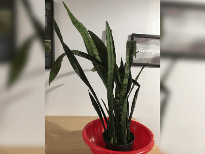 Dying snake plant 4