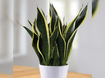 Snake plant 2