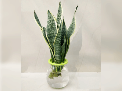 Snake plant 5