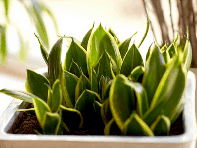 Healthy snake plant 3