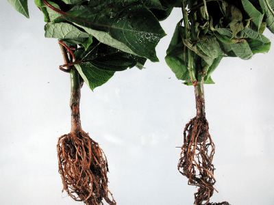 Root rot 4
