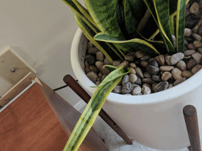 Snake plant need water