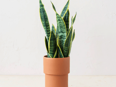 Snake plant 2