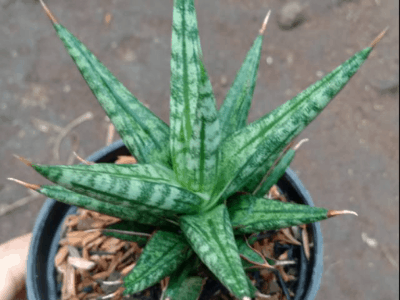 Snake plant 14