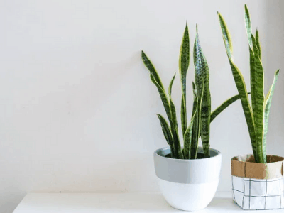 Healthy snake plant
