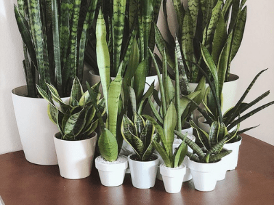 Snake plant used for cleaning air