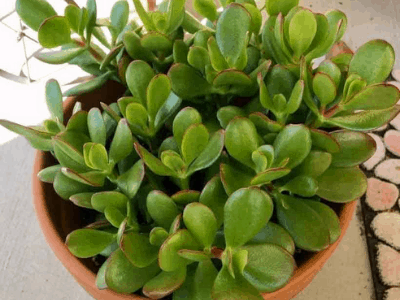 Jade plant propagation 2