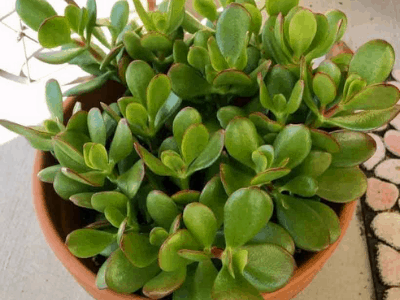 Superb Amazing Guide Jade Plant Propagation: Simplified List (2021)