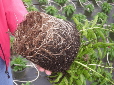 Root rot 2