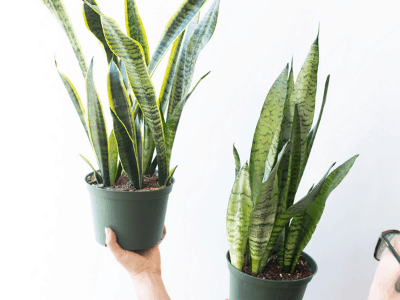 Snake plant toxic 5