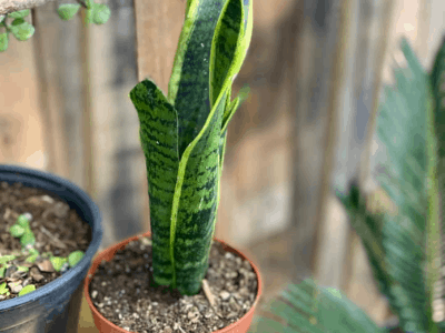 Snake plant need water 2