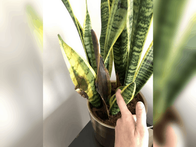 Snake plant turn black 2