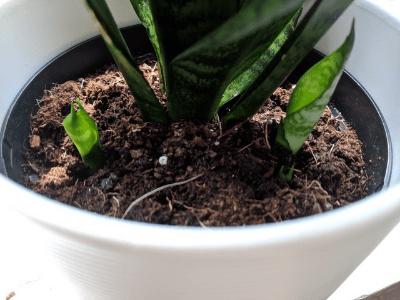 Snake plant 2