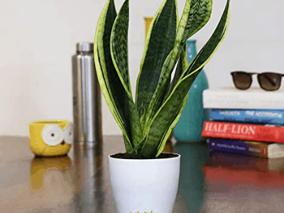 Snake plant survive without water 2